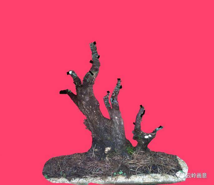 图解 盆景下山桩怎么审美设计的5个方法