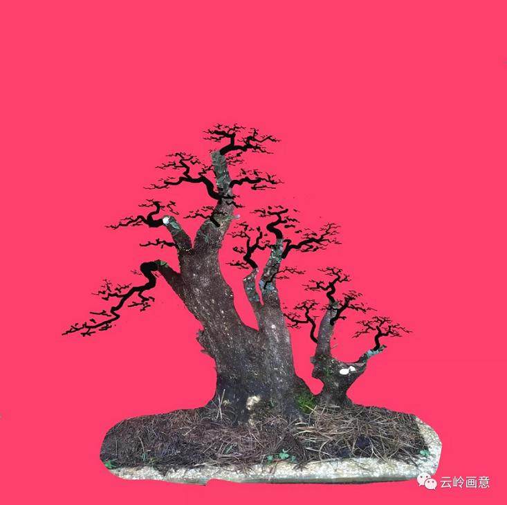 图解 盆景下山桩怎么审美设计的5个方法