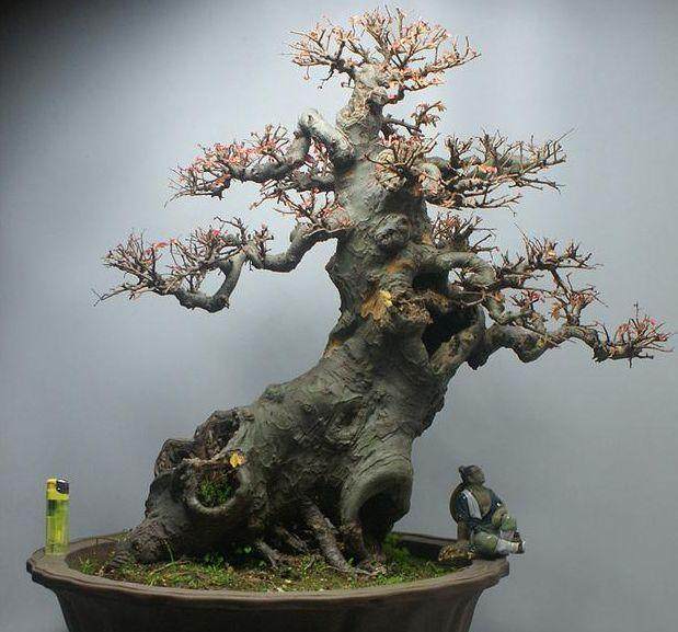 榆树盆景的桩隆干法