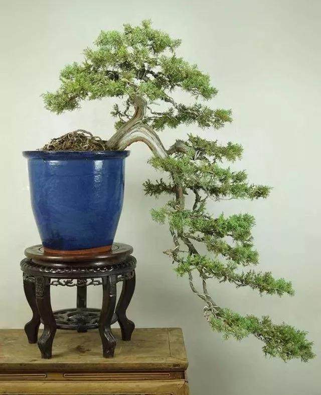 悬崖式盆景的树形设计及制作