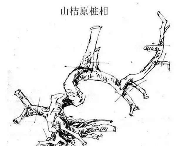 图解 大悬崖盆景设计制作的方法 图片