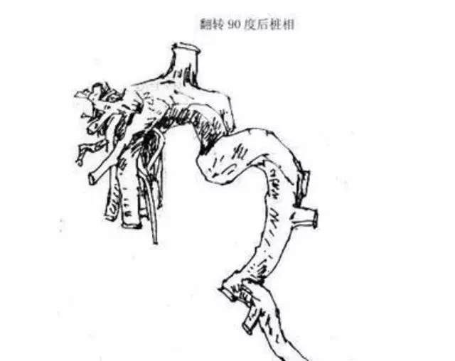 图解 大悬崖盆景设计制作的方法 图片