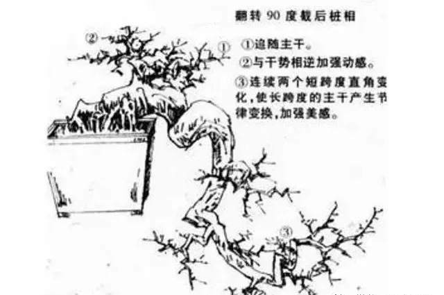 图解 大悬崖盆景设计制作的方法 图片