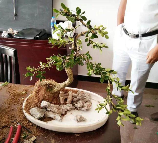 港沿镇黄杨协会组织开展黄杨盆景造型系列培训