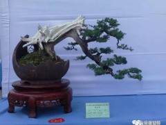 山东盆景协会联盟精品邀请展部分作品欣赏