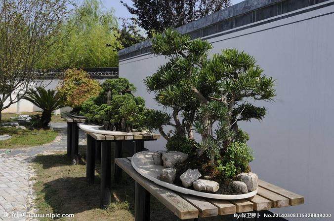 制作盆景之前需要移除龙头根和一年的预培养