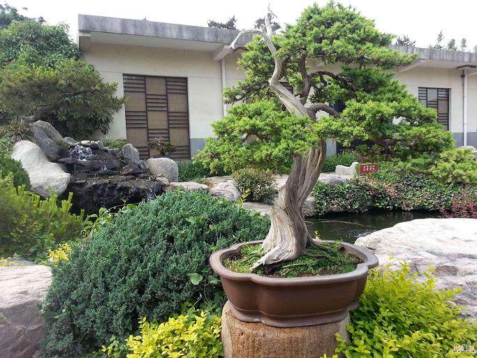 盆景土壤中的水冻结有三个阶段