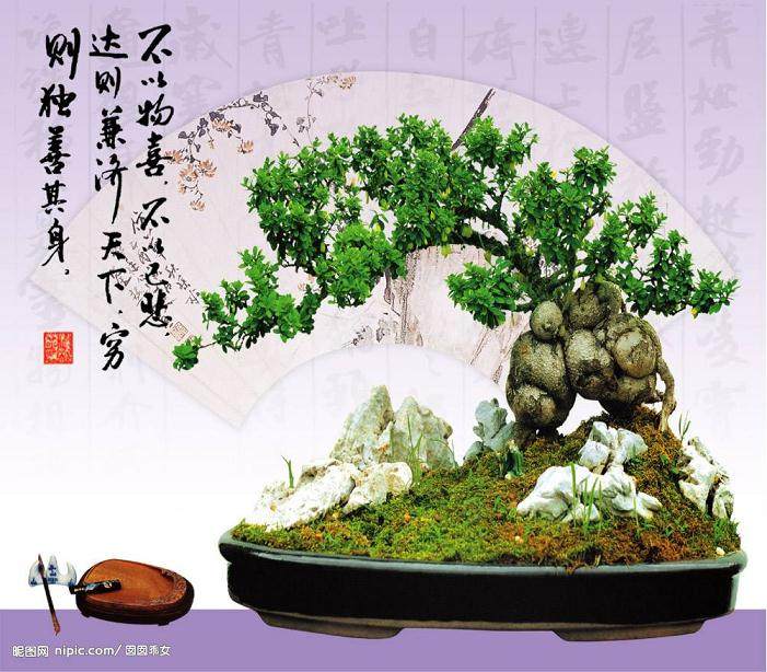 盆景土壤中的水冻结有三个阶段