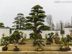 如何将植物生长的基本概念应用于盆景制作