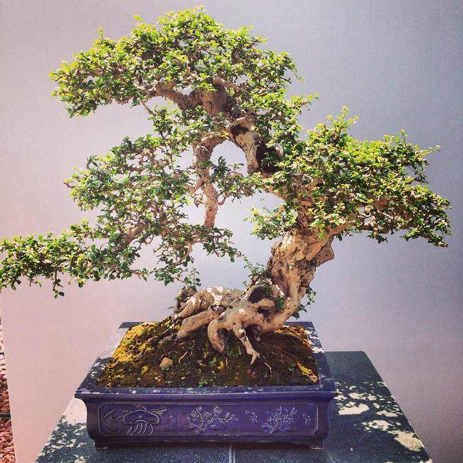 如何养护室内盆景?浇水和施肥