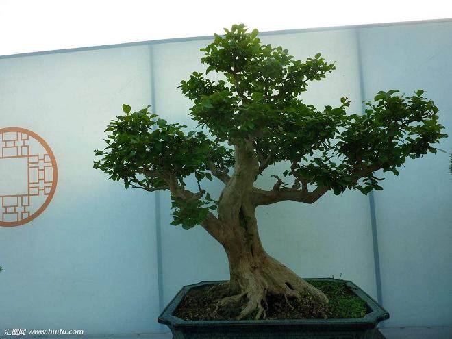 如何养护室内盆景?浇水和施肥