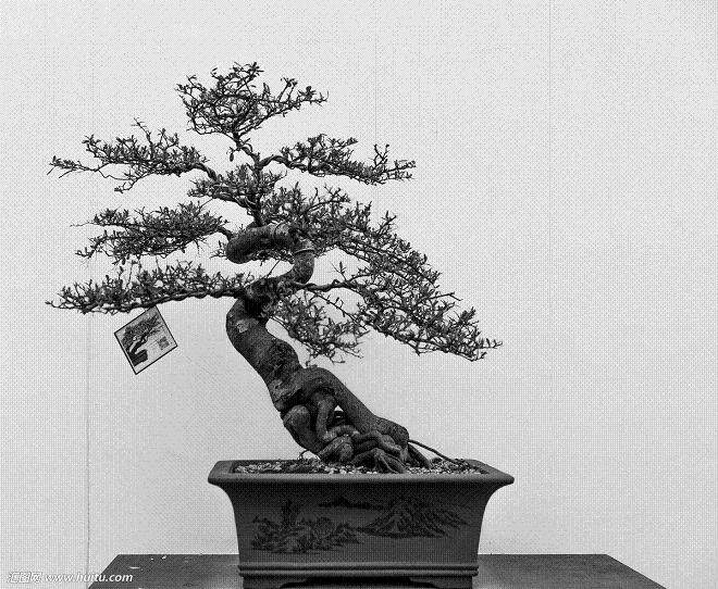 选择适合您盆景大小的品种？