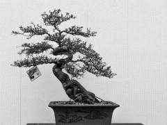 选择适合您盆景大小的品种？