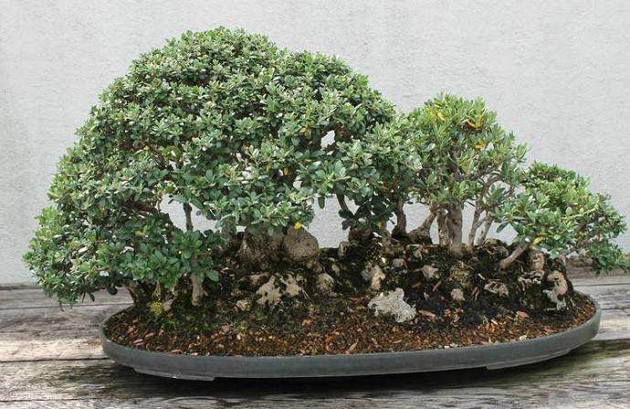 橄榄盆景的弱点是耐寒性 不能承受长期霜冻