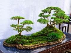 四川省花协川派盆景文化艺术分会会长-戴昌柱