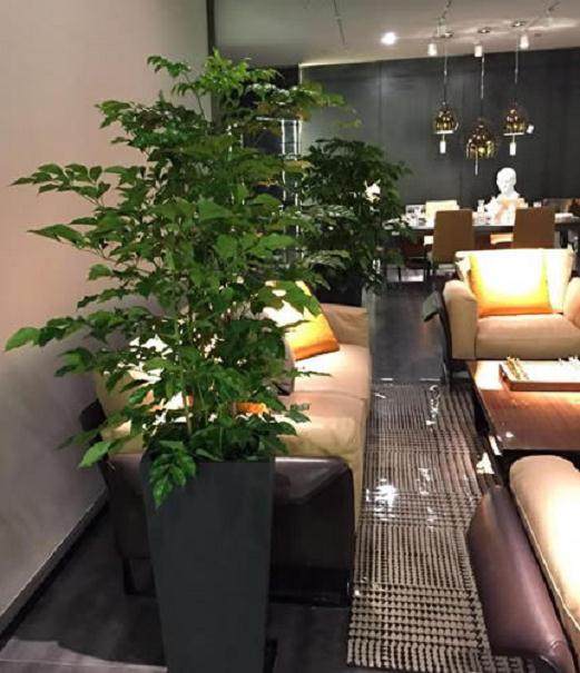 杭州盆景公司的盆景租摆方案