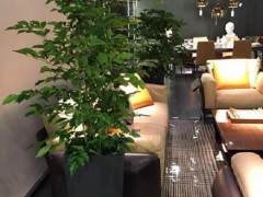 杭州盆景公司的盆景租摆方案