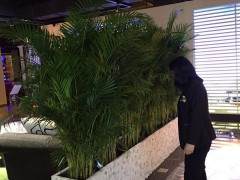 绿化出租为城市带来美丽 就来杭州盆景租摆公司