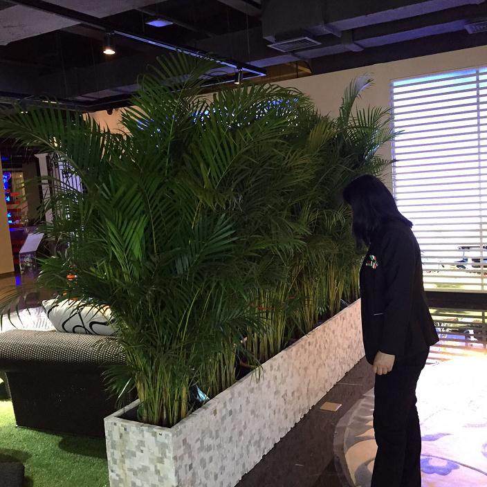 绿化出租为城市带来美丽 就来杭州盆景租摆公司