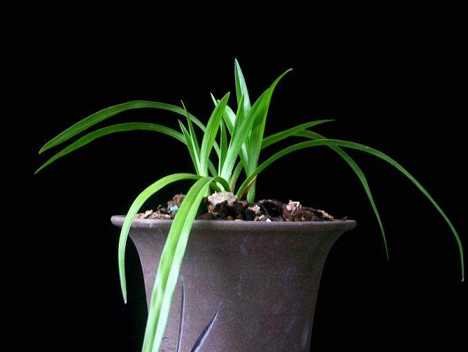 杭州春美盆景工提供出租服务