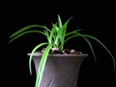 杭州春美盆景工提供出租服务