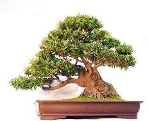 杭州春美绿植盆景出租公司