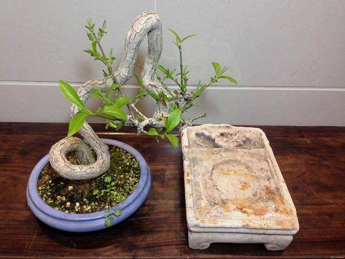 杭州公司一直专注于花卉以及其它绿色盆景租赁