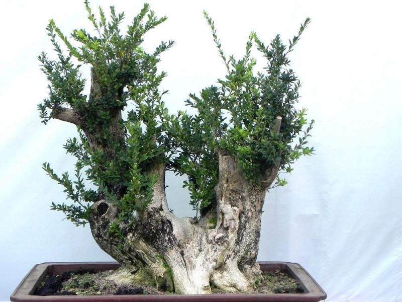 盆景出租找杭州公司 室内环境因它更加美丽