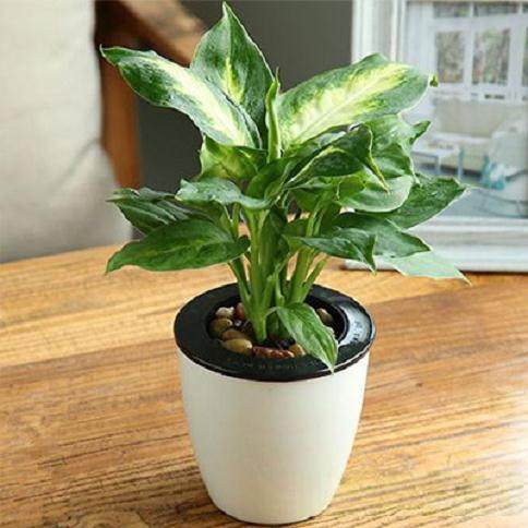 杭州盆景租赁公司主要业务