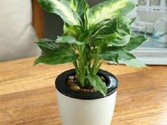 杭州盆景租赁公司主要业务