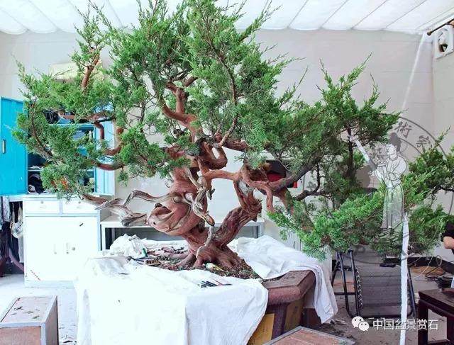 图解 杭州鲍家盆景园怎么神龙的方法