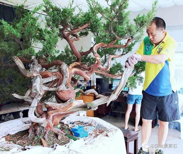 图解 杭州鲍家盆景园怎么神龙的方法