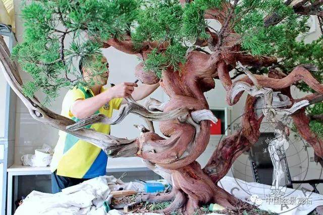 图解 杭州鲍家盆景园怎么神龙的方法