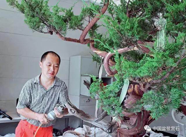 图解 杭州鲍家盆景园怎么神龙的方法