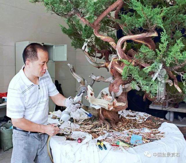 图解 杭州鲍家盆景园怎么神龙的方法