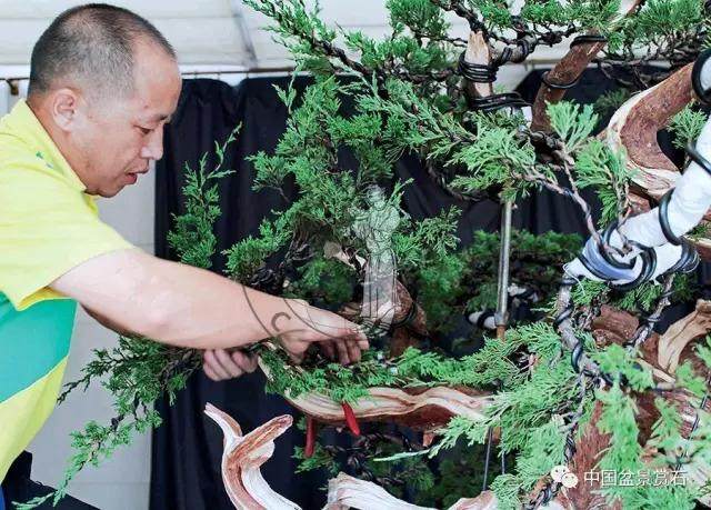 图解 杭州鲍家盆景园怎么神龙的方法