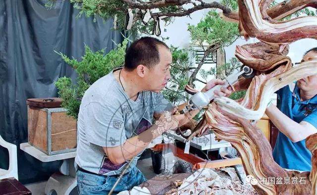 图解 杭州鲍家盆景园怎么神龙的方法