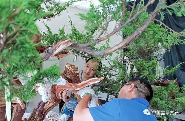 图解 杭州鲍家盆景园怎么神龙的方法