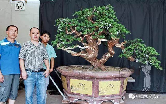 图解 杭州鲍家盆景园怎么神龙的方法