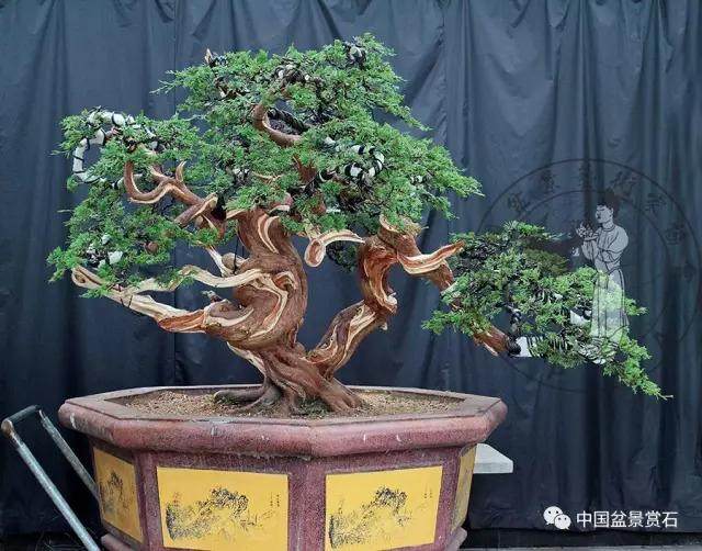 图解 杭州鲍家盆景园怎么神龙的方法