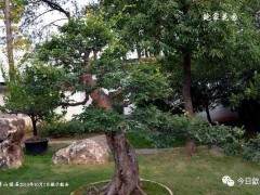 安徽歙县鲍家盆景花园