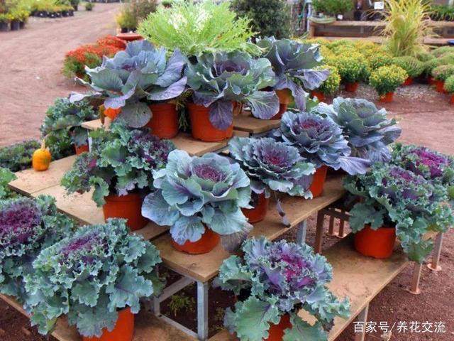 10种最耐寒的花卉盆景植物