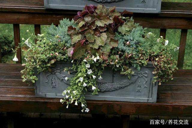 10种在室外最耐寒的盆景植物