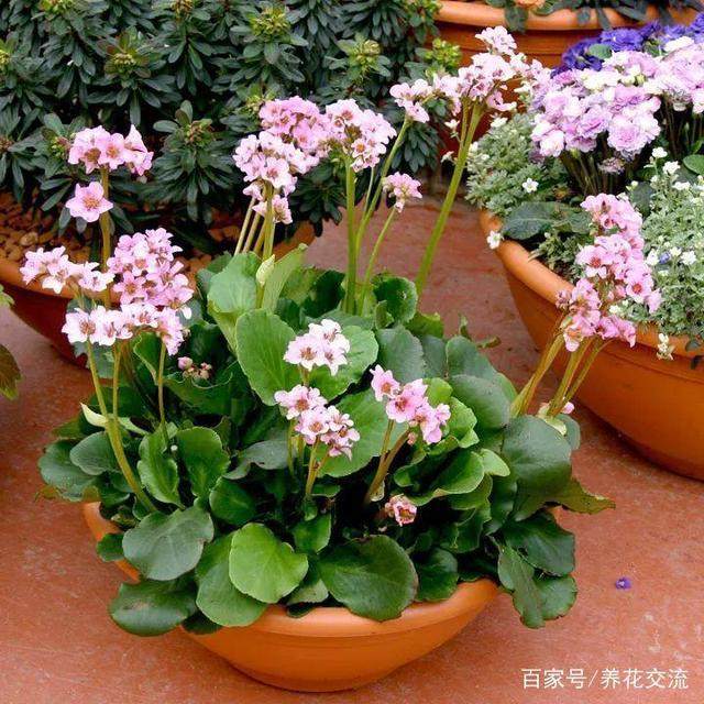 10种在室外最耐寒的盆景植物