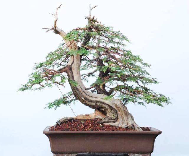 5种冬季在室内最耐寒的盆景植物