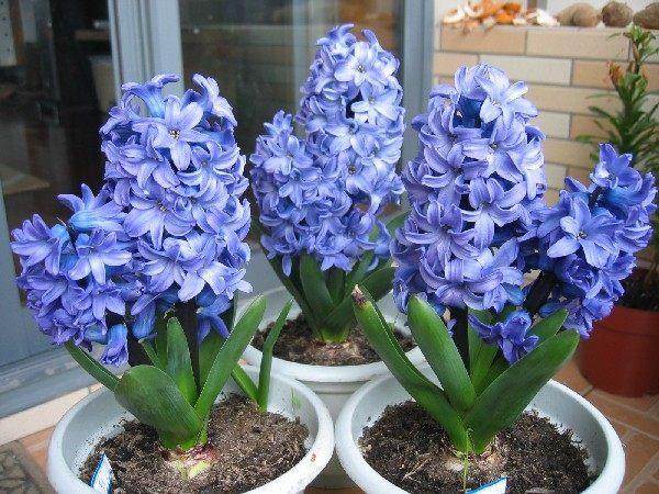 冬天养这6种最耐寒的盆景植物 不担心被冻伤