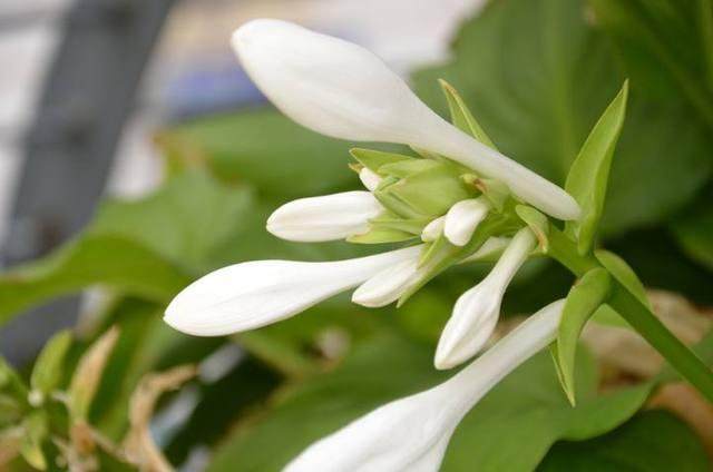 冬天养这6种最耐寒的盆景植物 不担心被冻伤