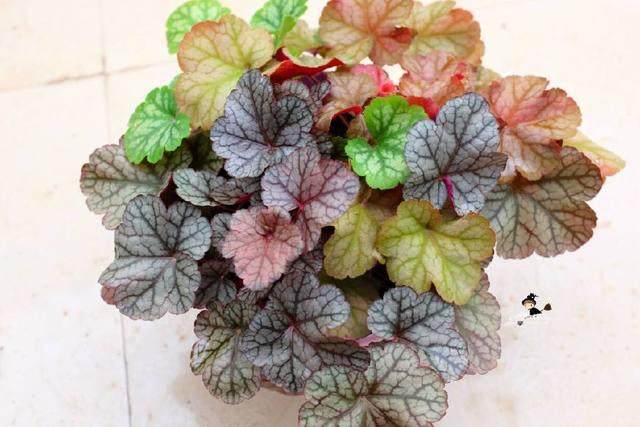 8种最耐寒的盆景植物 非常适合秋冬季养