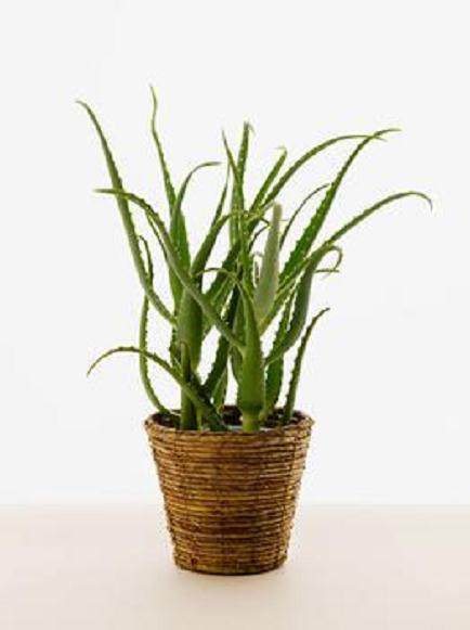 4种最耐寒的盆景植物装点客厅