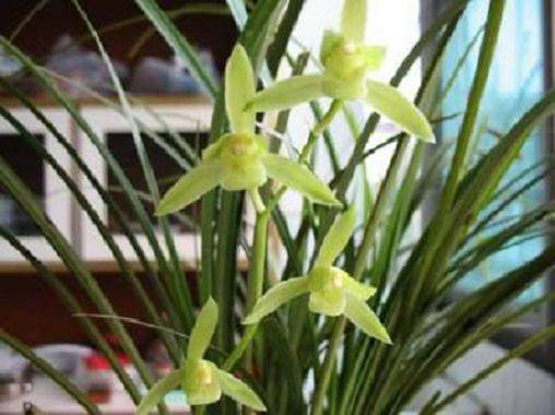 4种最耐寒的盆景植物装点客厅